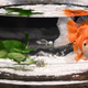 Illustration for article titled Sick Americans Are Desperate Enough to Buy Fish Antibioticsi/i